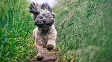                                                         Ferienh�user mit Hund            