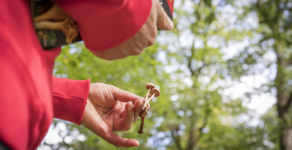 Paddenstoelenwandeling: getest en goedgekeurd