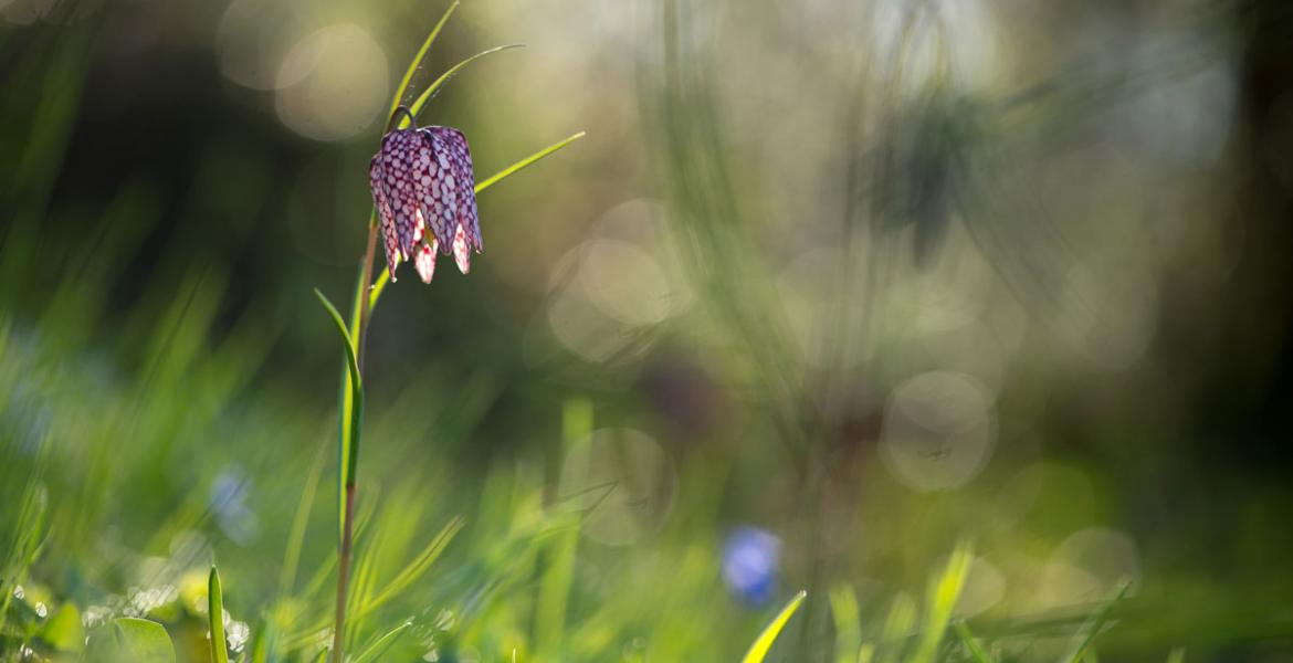 De vier seizoenen van de Ardennen