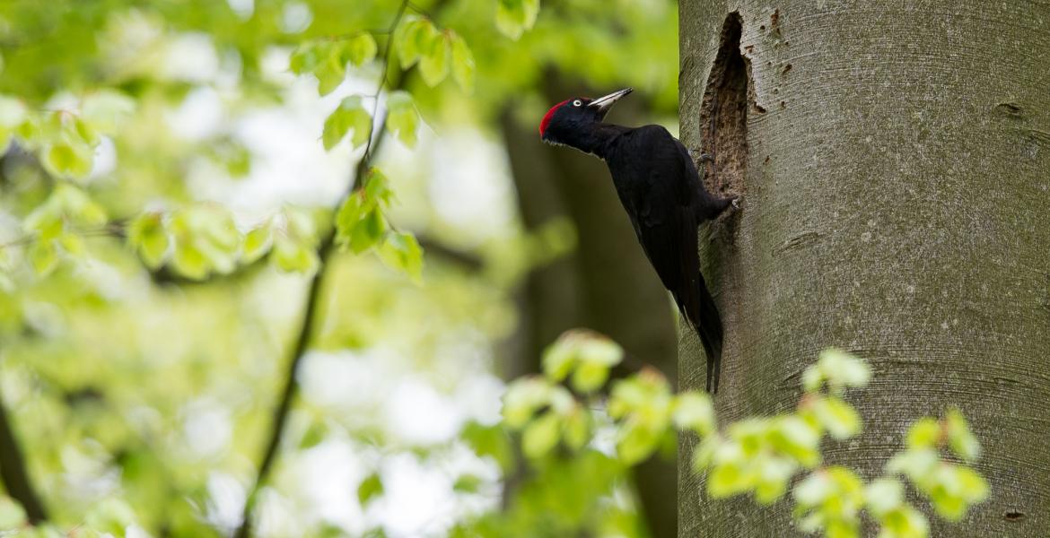 Au printemps, on observe les oiseaux en Ardenne !