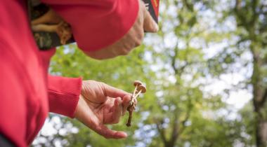 Paddenstoelenwandeling: getest en goedgekeurd