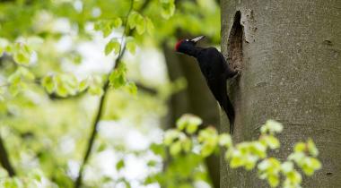 Au printemps, on observe les oiseaux en Ardenne !