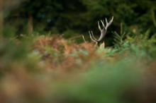 Le brame du cerf : un spectacle unique dans la forêt ardennaise