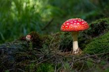 Comment partir à la découverte des champignons en Ardenne ?
