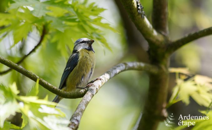 Schloss Beauraing 6 Pers. Ardennen