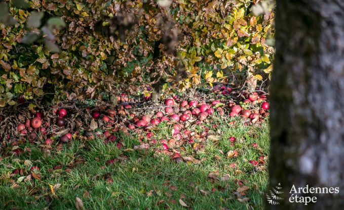 Chalet Bouillon 4 Pers. Ardennen