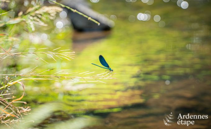 Cottage Couvin 2 Pers. Ardennen