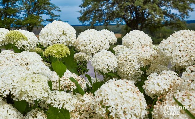 Ferienhaus Doische 8 Pers. Ardennen