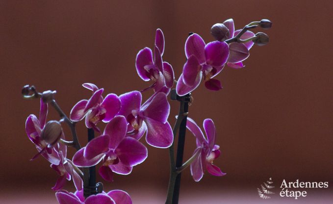 Luxusvilla in Durbuy f�r 15 Personen in den Ardennen