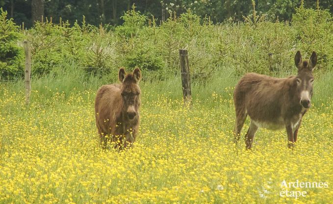 Ferienhaus Ferrires 31/32 Pers. Ardennen Wellness