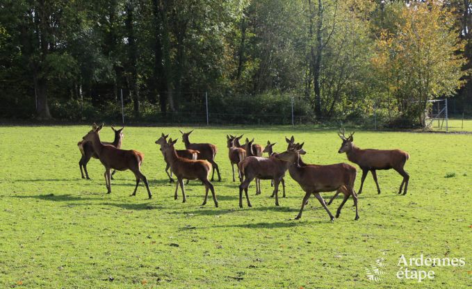 Ferienhaus Gesves 8 Pers. Ardennen Schwimmbad