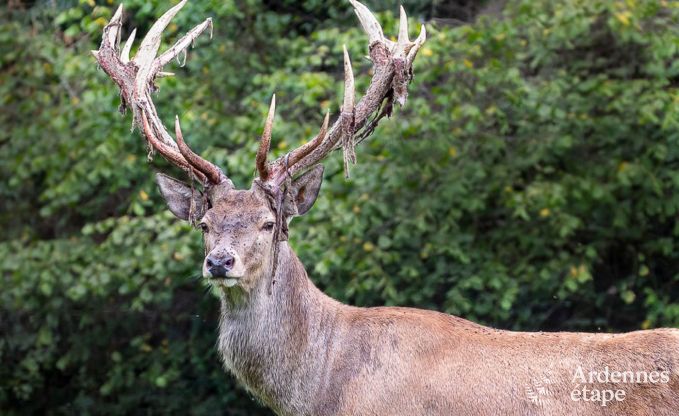 Ferienhaus Gesves 8 Pers. Ardennen Schwimmbad