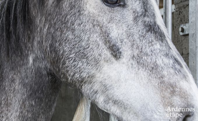 Wohnung Han sur Lesse 7 Pers. Ardennen Schwimmbad