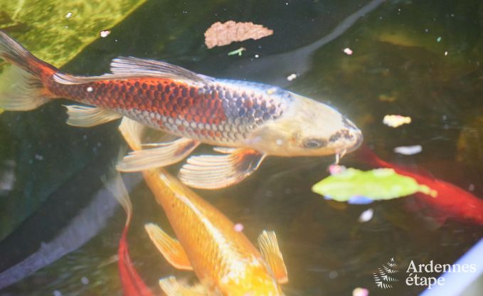 Ferienhaus Jalhay 9 Pers. Ardennen Wellness