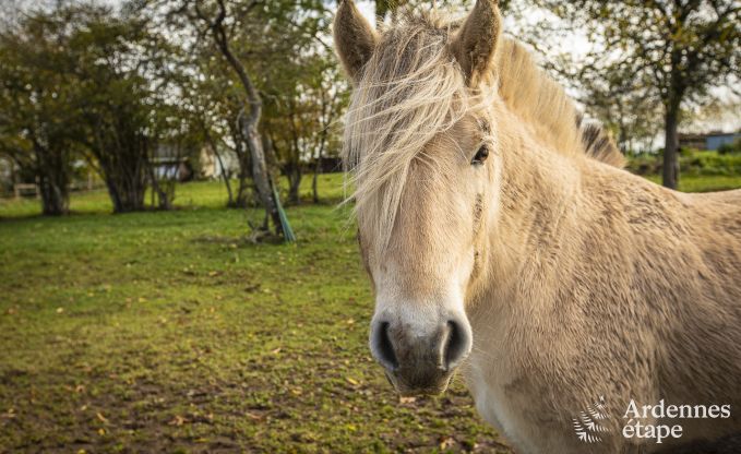 Luxusvilla 15 Pers. Rendeux Ardennen Schwimmbad Wellness Behinderten gerecht