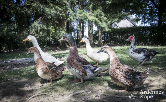Ferienhaus La Roche 11/12 Pers. Ardennen Schwimmbad