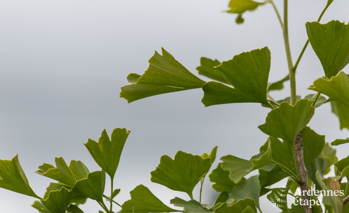 Cottage Libramont-Chevigny 9 Pers. Ardennen Behinderten gerecht
