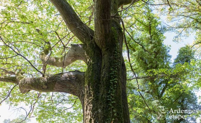Ferienhaus Libramont-Chevigny 2 Pers. Ardennen