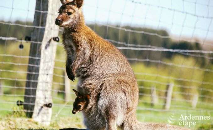 Ferienhaus Libramont 4/5 Pers. Ardennen
