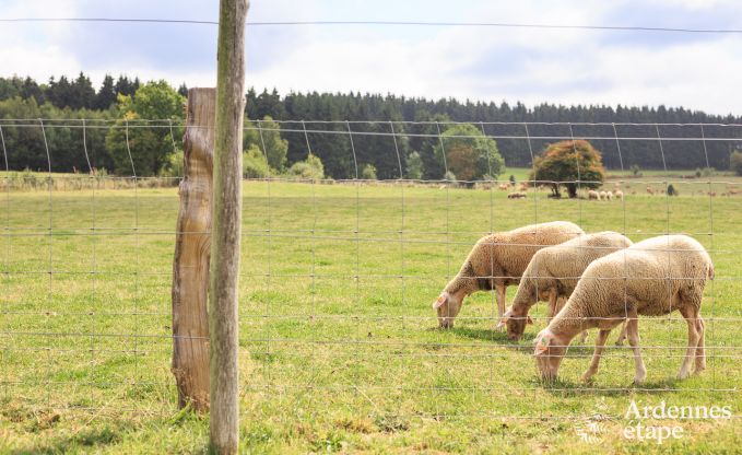 Ferienhaus Manhay 12 Pers. Ardennen Wellness