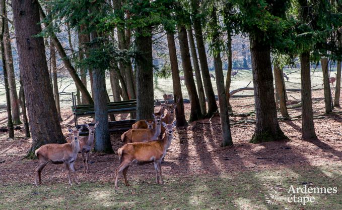 Ferienhaus Momignies 8 Pers. Ardennen Wellness