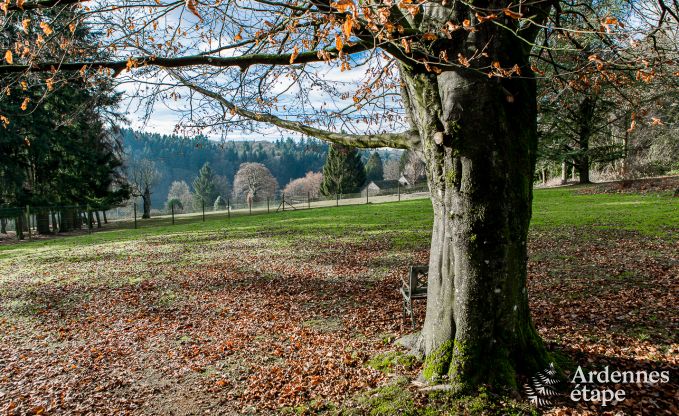 Ferienhaus Momignies 8 Pers. Ardennen Wellness