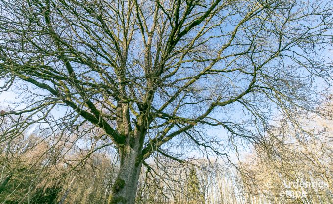 Luxusvilla Ouffet 16 Pers. Ardennen