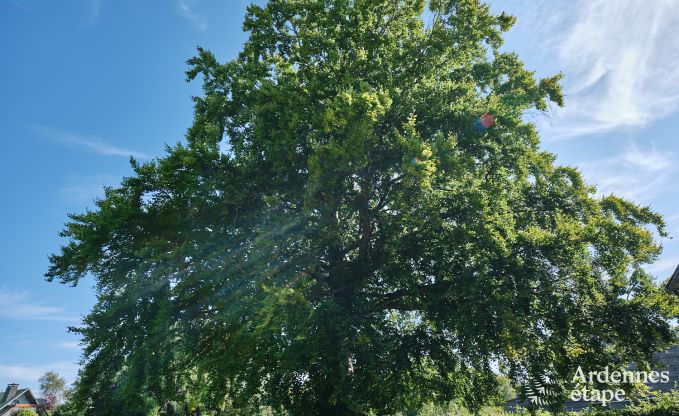 Ger�umiges und modernes Ferienhaus aus Naturstein in Ovifat, Hohes Venn