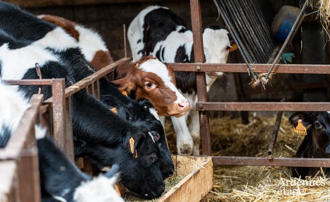 Urlaub auf dem Bauernhof Plombires 12 Pers. Ardennen
