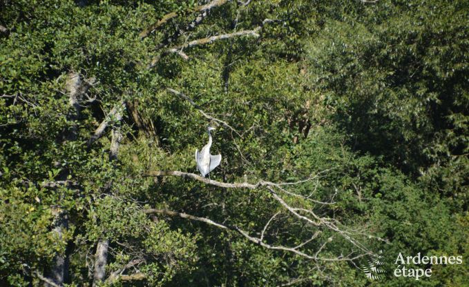 Gemtliches Chalet in Porcheresse mit beheiztem Pool und Platz fr 4 Personen in den Ardennen