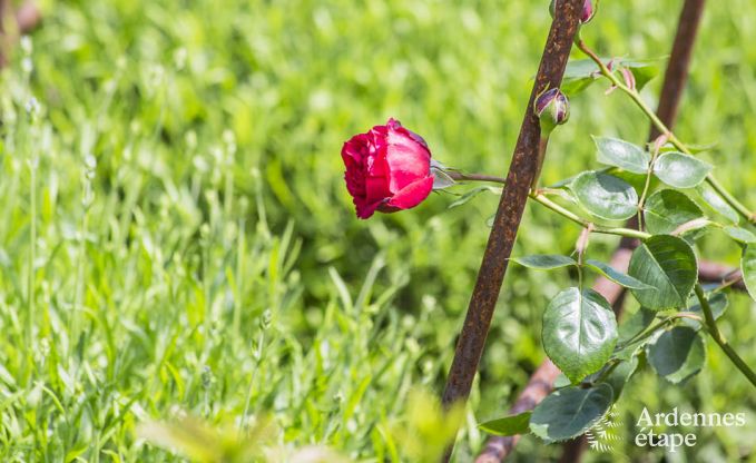 Ferienhaus Stavelot 2 Pers. Ardennen