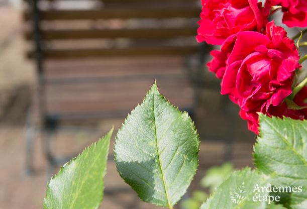 Luxusvilla Stavelot 14 Pers. Ardennen Wellness