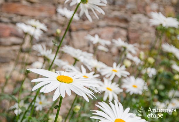Luxusvilla Stavelot 14 Pers. Ardennen Wellness