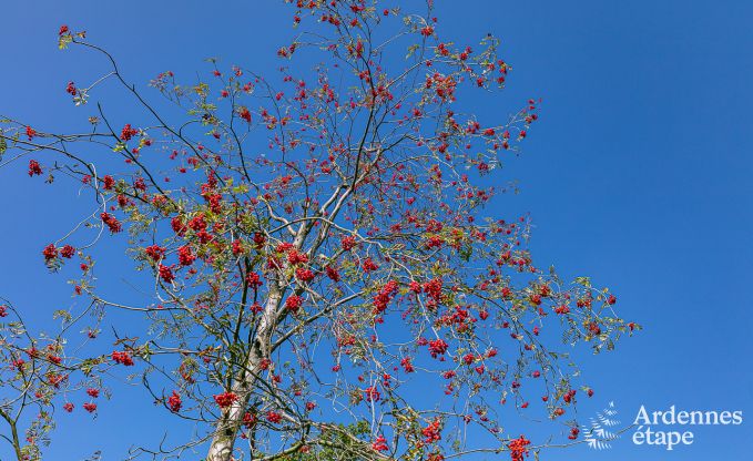 Mietung Haus 6 Personen in Stoumont, Ardennen, 3 Schlafzimmer, privater Garten, Terrasse mit Grill, optimaler Komfort