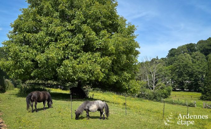 Gemtliches, hundefreundliches Ferienhaus fr 6 Personen in Trois-Ponts, Ardennen.