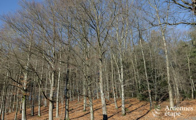 Komfortables und modernes Ferienhaus im Wald, Vielsalm - Ardennen