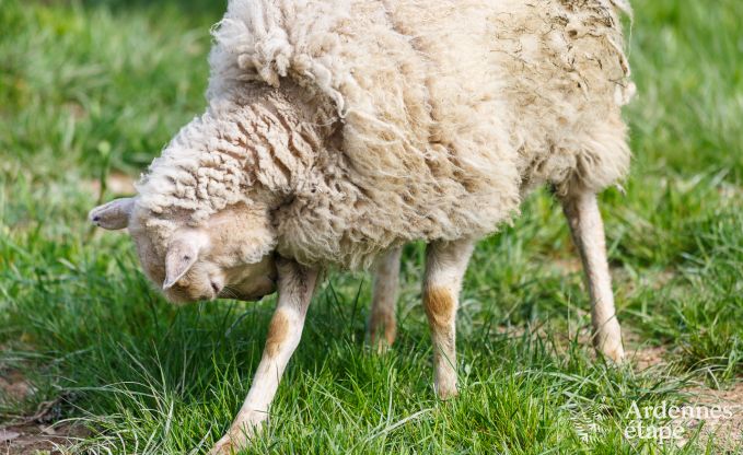 au�ergew�hnliche Ferienwohnung Vielsalm 2/3 Pers. Ardennen Wellness