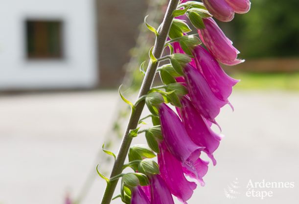 Ferienhaus Xhoffraix 16 Pers. Ardennen